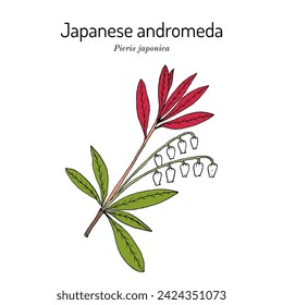 Japanese andromeda (Pieris japonica), ornamental plant. Hand drawn botanical vector illustration