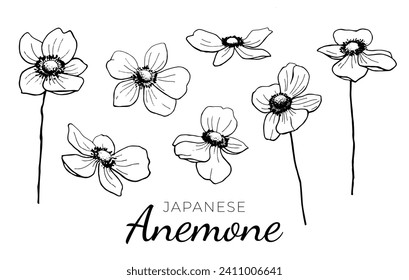 Japanese Anemone Flower hand drawn set isolated on a white background