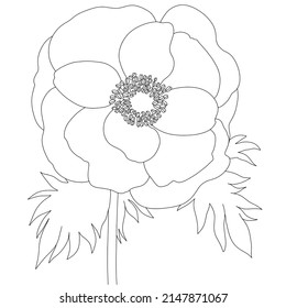 Japanese anemones (Anemone hupehensis). A plant in the buttercup family, also known as Chinese anemone, foxglove or anemone. Hand vector