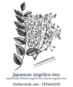 Japanese angelica tree. Vector hand drawn plant. Vintage medicinal plant sketch.