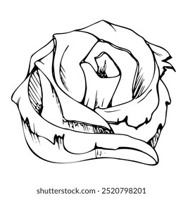 Coberturas de comida asiática japonesa para sashimi de sushi, fatias de rosa de gengibre em conserva, suplemento vegetariano vegan, mão desenhada em caneta vetorial, tinta. Restaurante ilustração, menu café, impressão de cozinha, livro de receitas