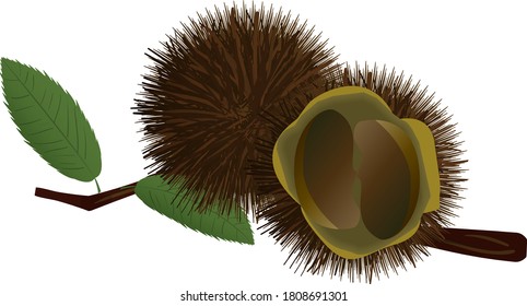 Japanese autumn fruit simple chestnut illustration