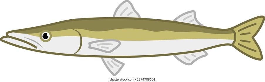 Japanese barracuba isolated vector illustration.