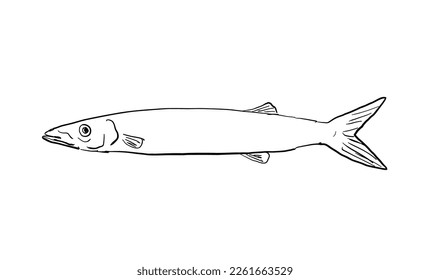 Japanese barracuda Sphyraena japonica Hawaii Fish Cartoon Drawing Black and White

