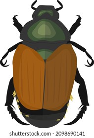 Japanese beetle, illustration, vector on a white background.