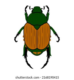 Japanese Beetle, Popillia japonica. Vector illustration of an insect on a transparent background