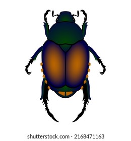 Japanese Beetle, Popillia japonica. Vector illustration of an insect on a transparent background