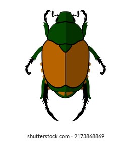 Japanese Beetle, Popillia japonica. Vector illustration of an insect on a transparent background