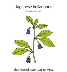 Japanese belladonna or Korean scopolia (Scopolia japonica), medicinal plant. Hand drawn botanical vector illustration