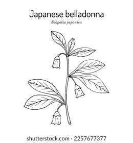 Japanese belladonna or Korean scopolia (Scopolia japonica), medicinal plant. Hand drawn botanical vector illustration