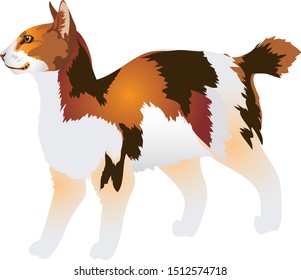Japanese bobatail, Unusual cat with tail that resemble to rabit  - Vector