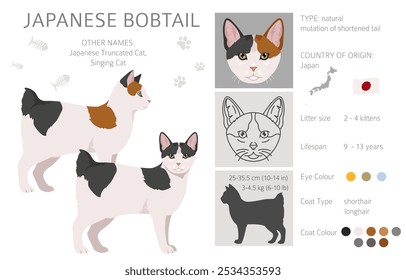 Japanese bobtail cat clipart. All cat breeds characteristics infographic. Vector illustration