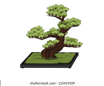 Japanese Bonsai