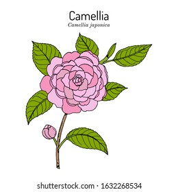 Japanese camellia (Camellia japonica), ornamental and medicinal plant. Hand drawn botanical vector illustration