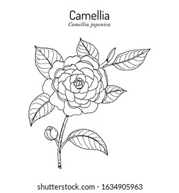 Japanese camellia (Camellia japonica), ornamental and medicinal plant. Hand drawn botanical vector illustration