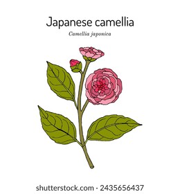 Japanese camellia (Camellia japonica), ornamental and medicinal plant. Hand drawn botanical vector illustration