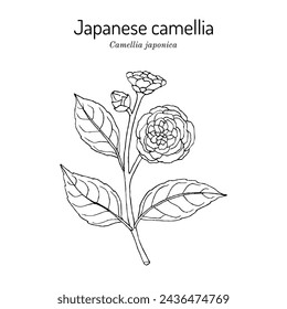 Japanese camellia (Camellia japonica), ornamental and medicinal plant. Hand drawn botanical vector illustration