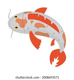 japanese carp fish on white background