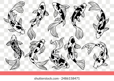 Japanese carp fish with spotted body and large fins swims in different positions. Traditional oriental fish living in national praks and tropical reserves of asia. Hand drawn doodle