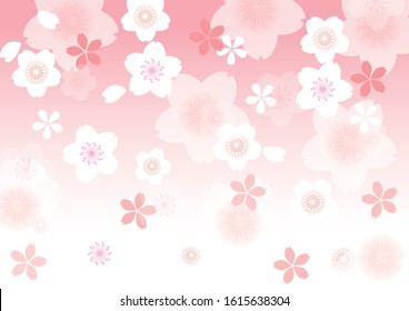 Japanese cherry blossom beautiful cherry background image