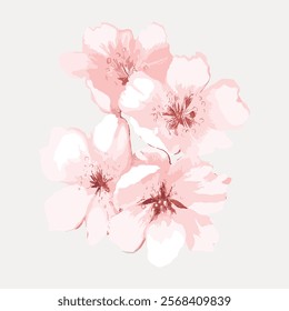 Japanese cherry blossom flower, isolated vector element. Pink floral plant cut out vector. Vintage pink botanical art drawing illustration, old painting art print of pink flower.