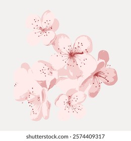 Japanese cherry blossom flower, vintage vector element. Pink botanical flower floral vintage illustration. Pink flower art drawing illustration, vector botanical artwork.