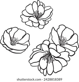 Japanese cherry blossom outline art - Traditional cherry blossom lineart drawing- Handdrawn sakura flower- Vector art cherry blossom tattoo illustration