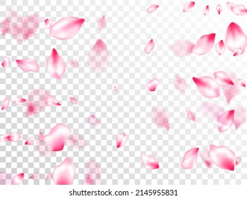 Japanese cherry blossom pink flying petals on transparent background. Close up bloom elements. Spring or summer light flower petals illustration. Isolated flower parts wedding decoration vector.