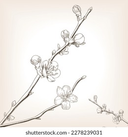 Japanese cherry blossom sakura sketch brown style vector illustration. Old hand drawn engraving imitation.