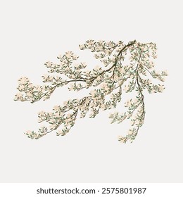 Japanese cherry blossom. White floral plant vector illustration. Vintage Japanese white botanical flower art drawing illustration, old painting art print of white flower vector.