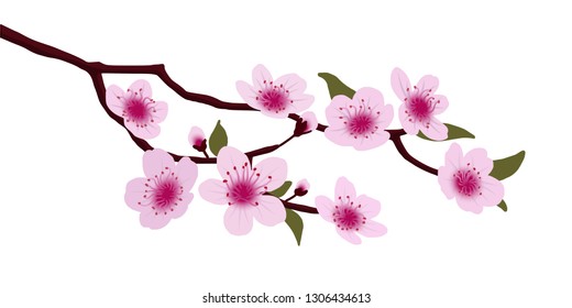 Japanese cherry blossoms, sakura,  vector illustration