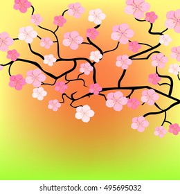 Japanese cherry branch on sunset background vector illustration