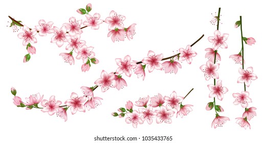 Japanese cherry branches collection vector illustration. Blooming twigs isolated, springtime tree flower blossoms floral design. Beautiful spring flowering trees branches vector collection.