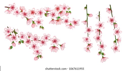 Japanese cherry branches collection vector illustration. Blooming twigs isolated, springtime tree flower blossoms floral design. Simple spring flowering trees branches vector set.