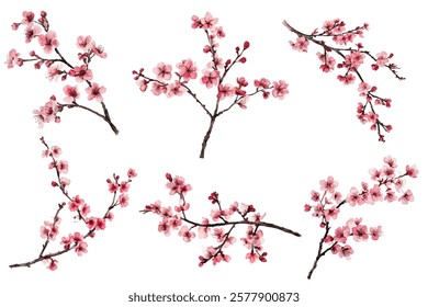 Japanese cherry branches collection vector illustration. Blooming twigs isolated, springtime tree flower blossoms floral design. Beautiful spring flowering trees branches vector collection.