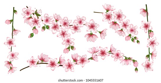 Japanese cherry branches set vector illustration. Blooming twigs isolated, springtime tree flower blossoms seasonal design. Idyllic spring flowering trees branches vector set.