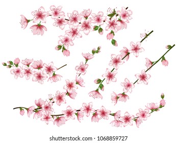 Japanese cherry branches set vector illustration. Blooming twigs isolated, springtime tree flower blossoms realistic design. Romantic spring flowering trees branches vector collection.