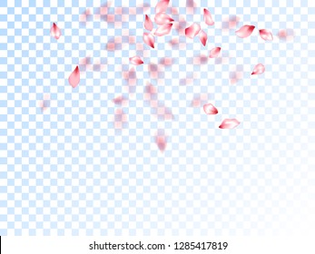 Japanese cherry petals on transparent background. Romantic wedding decoration. Pink japanese cherry blossom petals flying vector. Blooming flower parts scatter. Abstract spa showering backgound.
