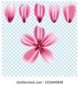 Japanese cherry sakura. Vector illustration in EPS 10. Blooming sakura flowers. Nature, isolated background, beautiful, realistic.