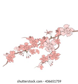Japanese cherry spring on a isolated background