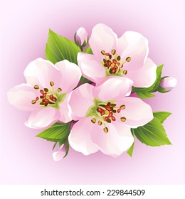 Japanese cherry tree, blossoming branch of sakura. Beautiful cherry blossom, isolated on pink background. Stylish floral wallpaper. Vector illustration