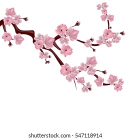 Japanese cherry tree. A branch of pink cherry blossom. Isolated on white background. Vector illustration