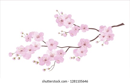 Japanese cherry tree sakura flowering branch. Branch with pink blooming flowers