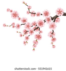 Japanese cherry tree. Spreading branch of pink cherry blossom. Isolated on white background. EPS 10 vector file included