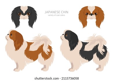 Japanese chin clipart. Different poses, coat colors set.  Vector illustration