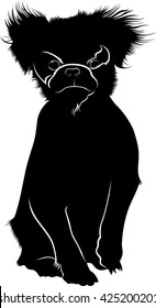 Japanese Chin dog breed isolated on white background