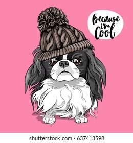 Japanese Chin dog in a knitted hipster hat on a pink background. Vector illustration.