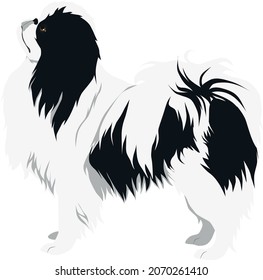 The Japanese Chin (Japanese Spaniel) Colored Vector Illustration