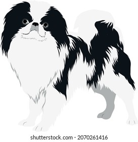 The Japanese Chin (Japanese Spaniel) Colored Vector Illustration