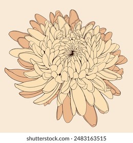 Japanese chrysanthemum flower. Hand drawn vector illustration.